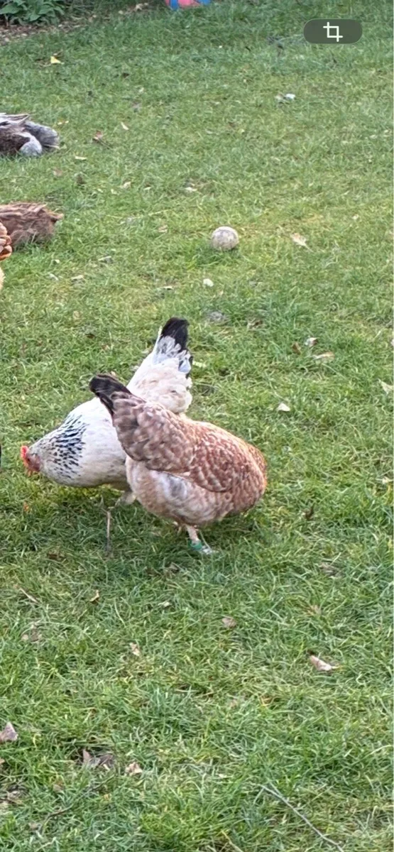 Bantam Hens - Image 4