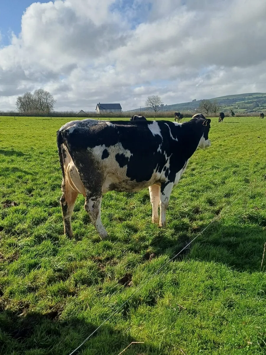 Hanrahan Herd Dispersal - Corrin Mart (Friday 3/4) - Image 2