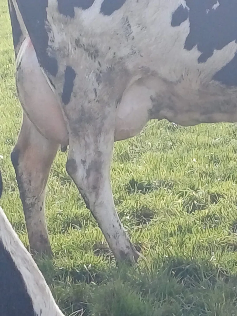 Hanrahan Herd Dispersal - Corrin Mart (Friday 3/4) - Image 3