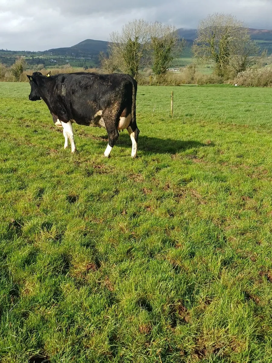 Hanrahan Herd Dispersal - Corrin Mart (Friday 3/4) - Image 4