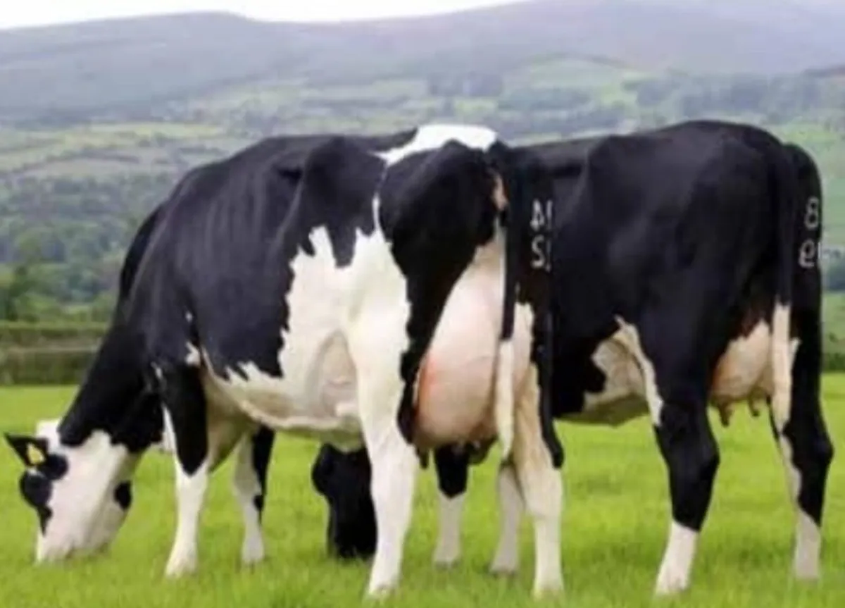 Hanrahan Herd Dispersal - Corrin Mart (Friday 3/4) - Image 1