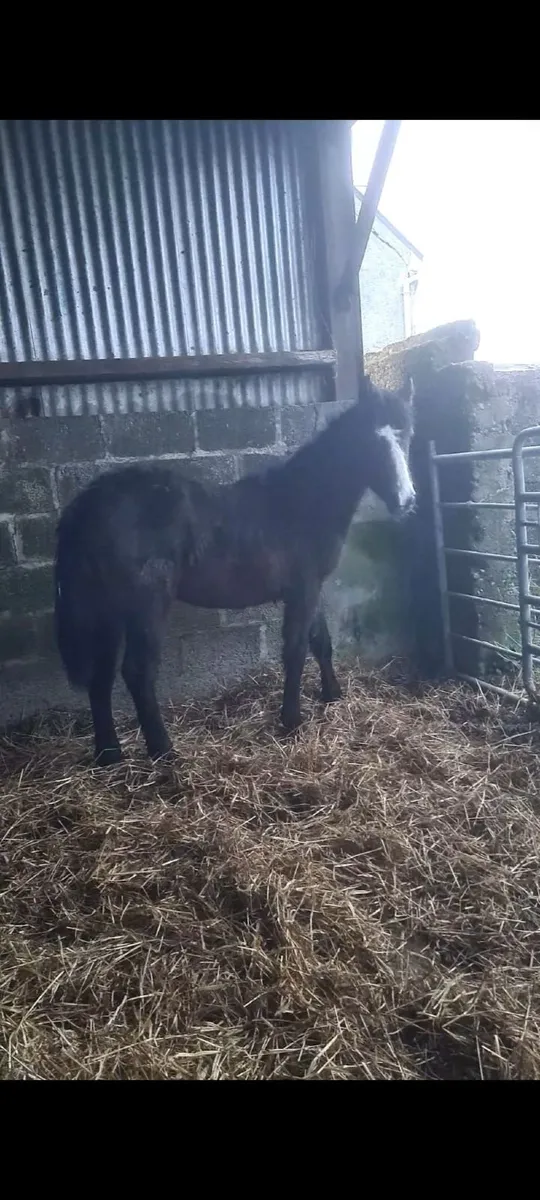 ***Connemara yearling colts *** - Image 1