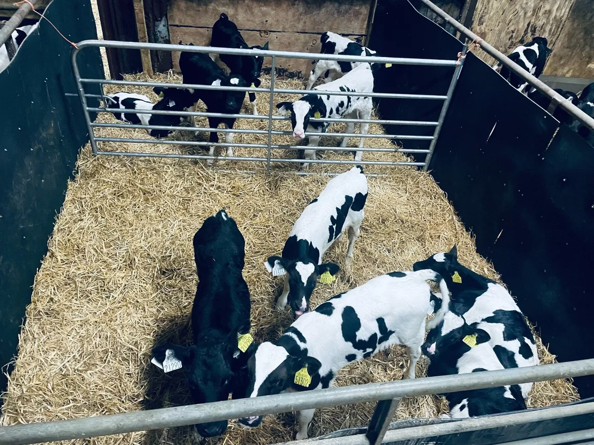 Friesian Bull Calves - Image 1
