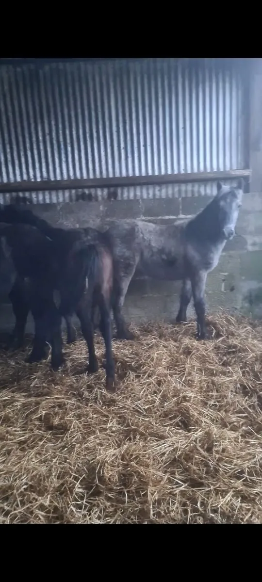 ***Connemara yearling colts *** - Image 3