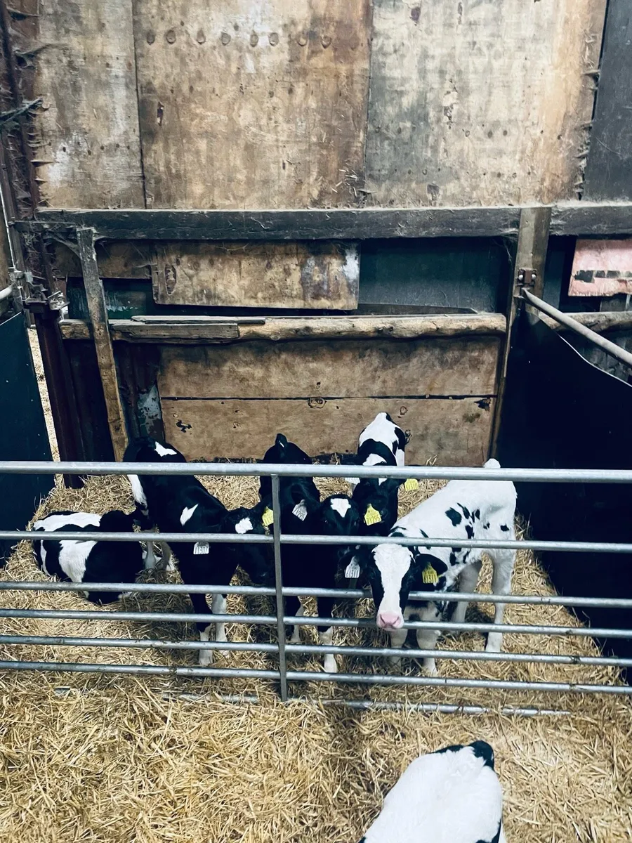 Friesian Bull Calves - Image 2