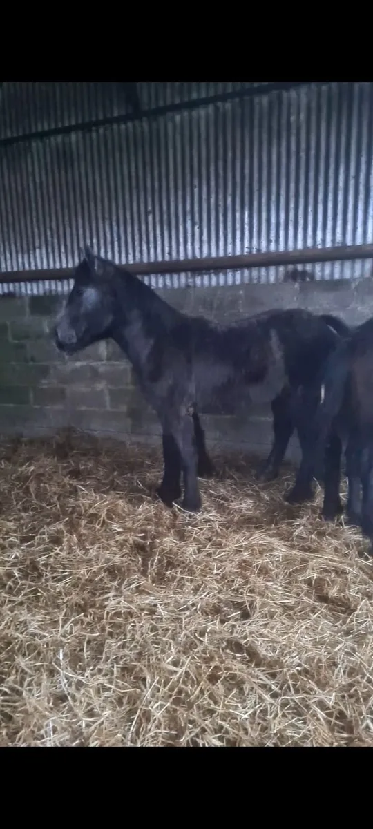 ***Connemara yearling colts *** - Image 4