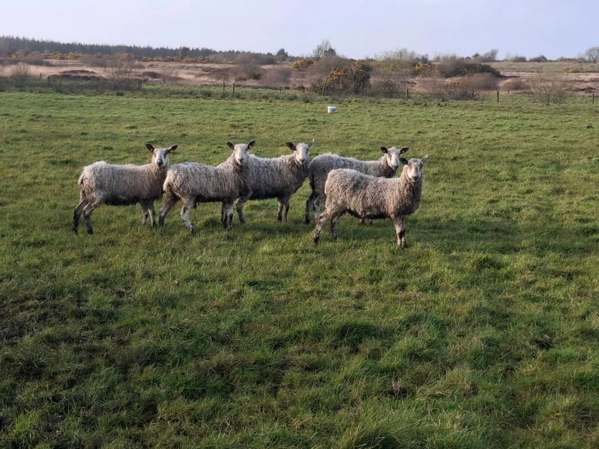 Mule cross sheep - Image 1
