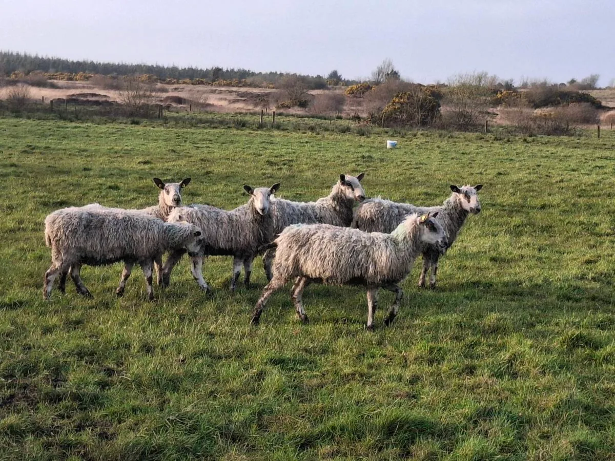 Mule cross sheep - Image 2