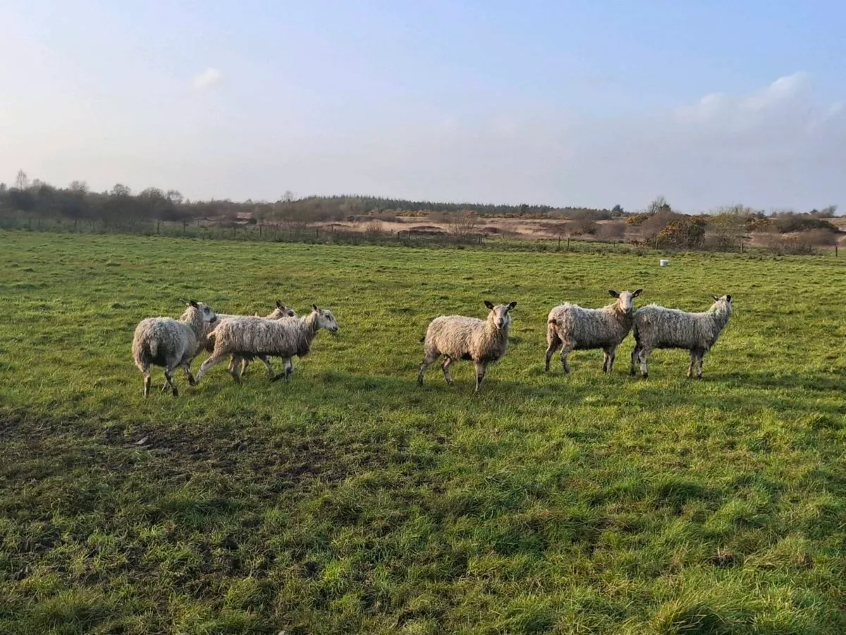 Mule cross sheep - Image 3