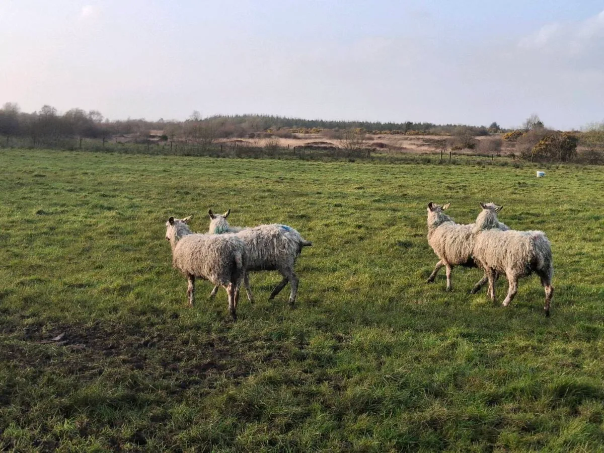Mule cross sheep - Image 4