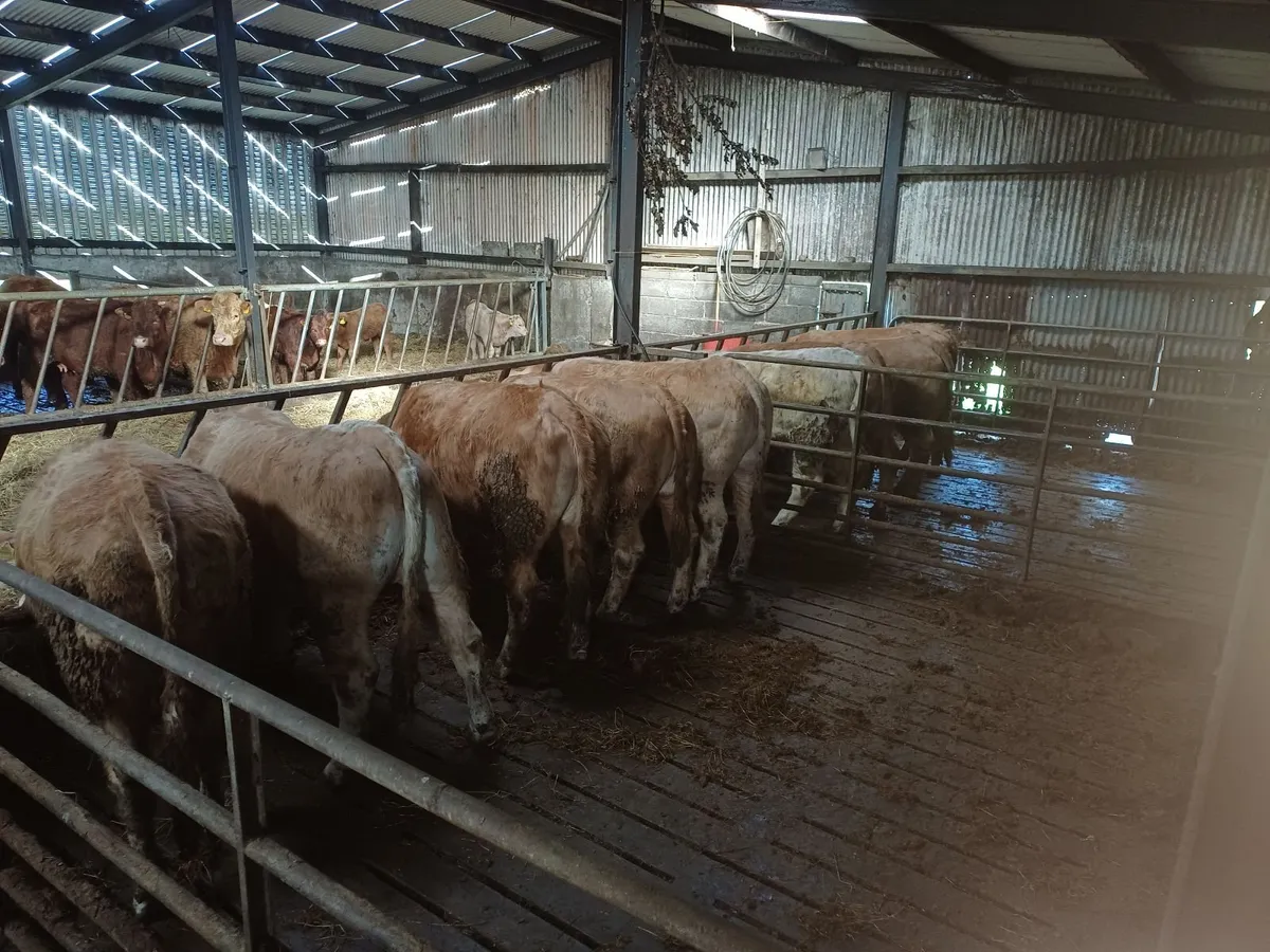 Live stock - Image 3