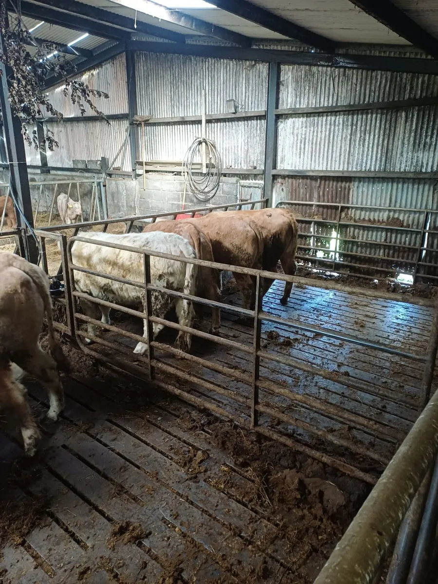 Live stock - Image 4