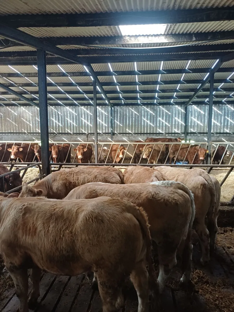 Live stock - Image 1