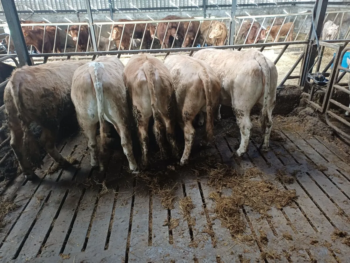 Live stock - Image 2