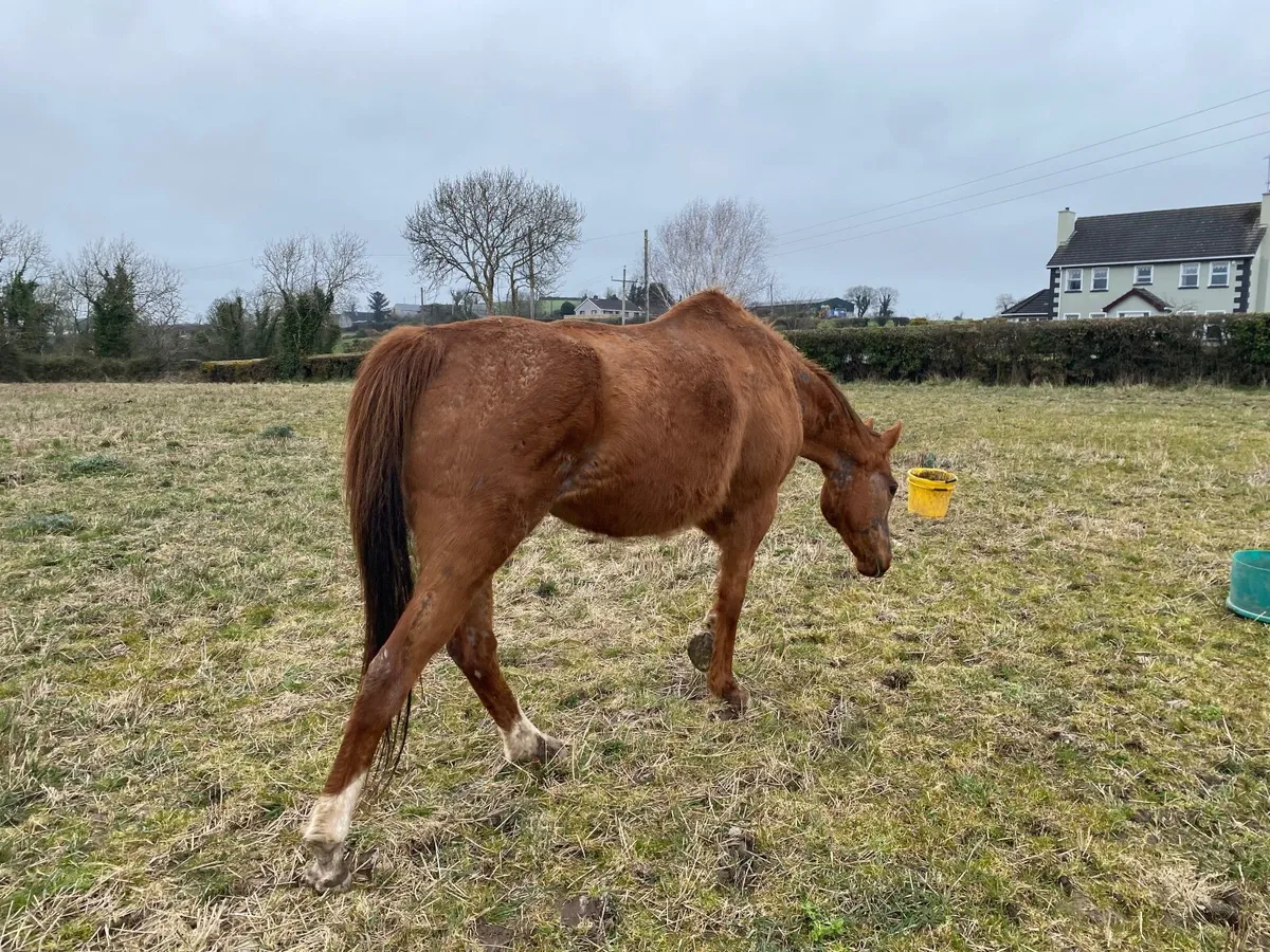 Horse TB CHESTNUT MARE FOR SALE