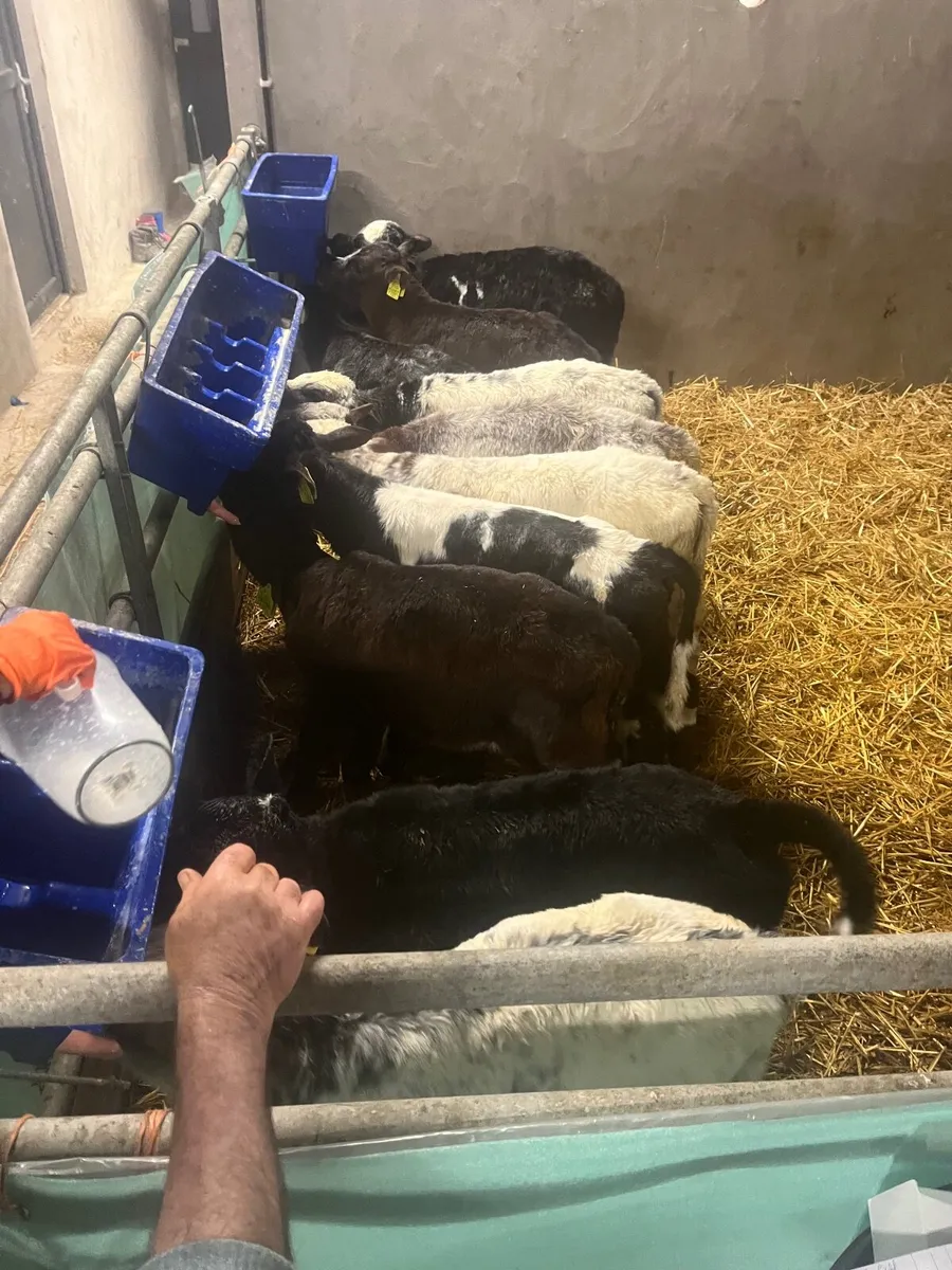 Belgian blue heifers and bulls - Image 1