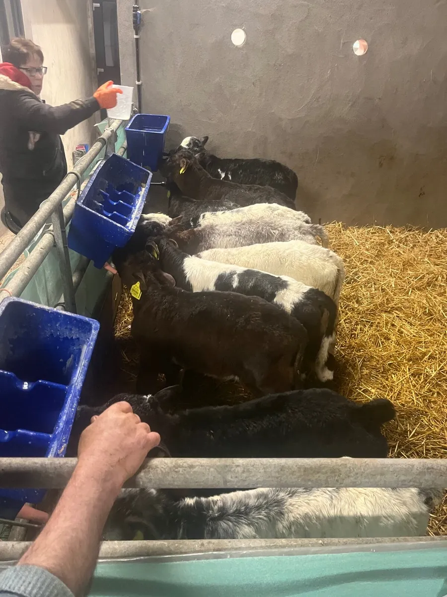Belgian blue heifers and bulls - Image 2