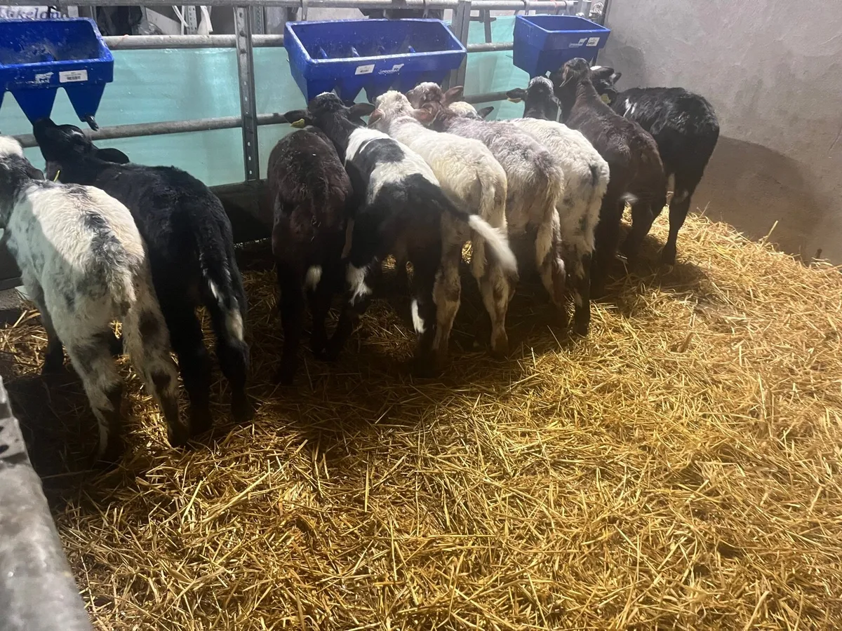 Belgian blue heifers and bulls - Image 3