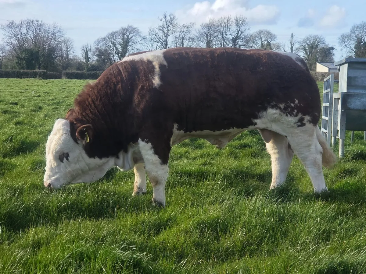 PBR simmental bull - Image 1