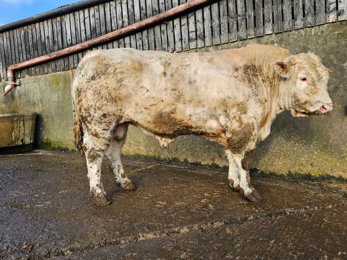 Pedigree  charalois  bull - Image 2