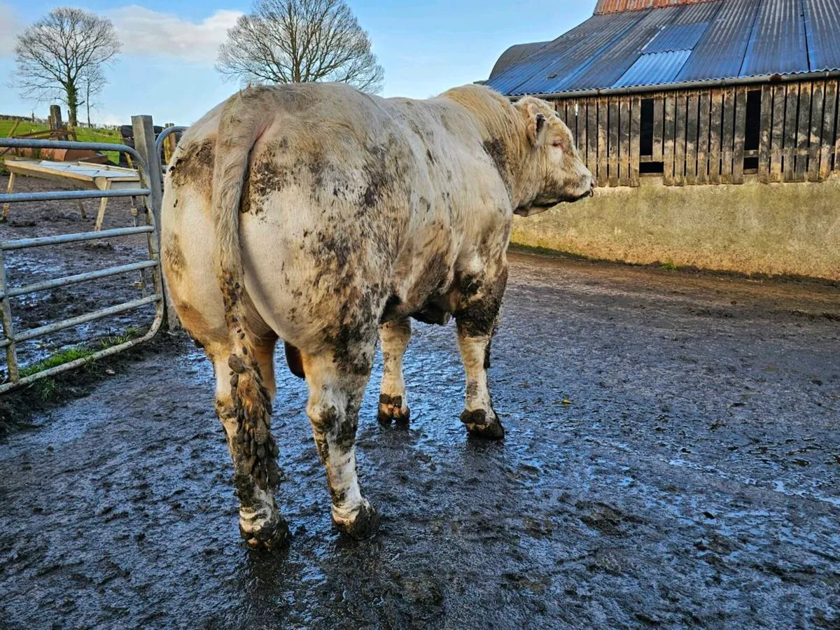 Pedigree  charalois  bull - Image 1