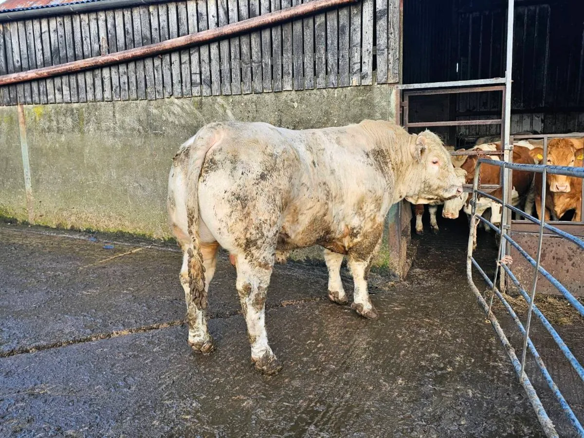 Pedigree  charalois  bull - Image 3