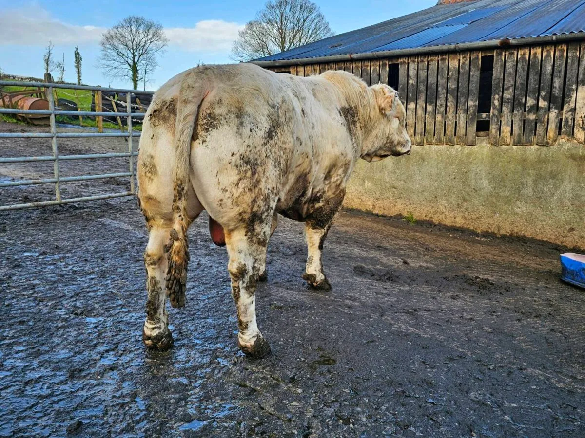 Pedigree  charalois  bull - Image 4