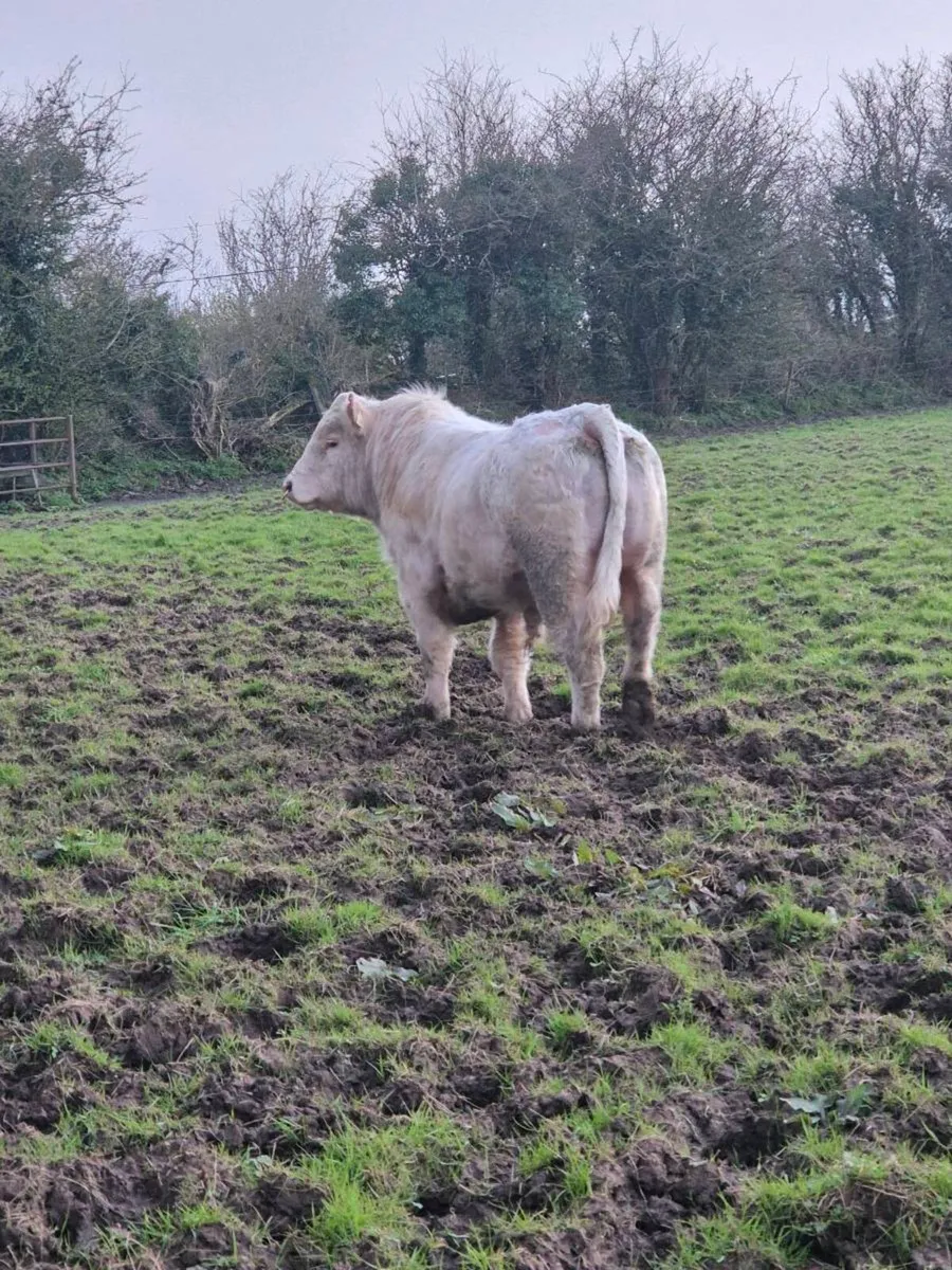 Pedigree registered charolais Bulls & Heifers - Image 3