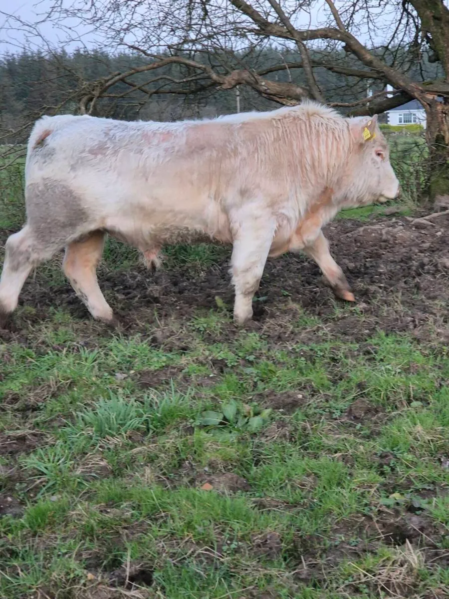 Pedigree registered charolais Bulls & Heifers - Image 4