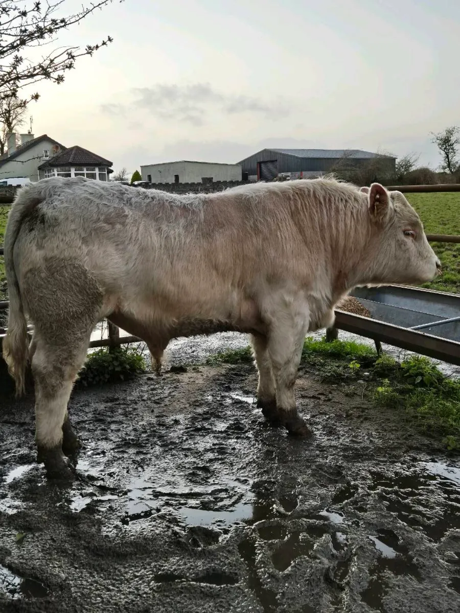 Pedigree registered charolais Bulls & Heifers - Image 1