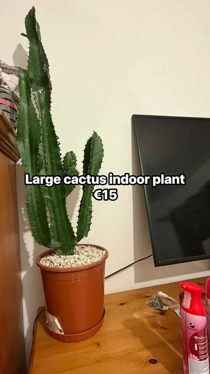 Indoor cactus large new €15