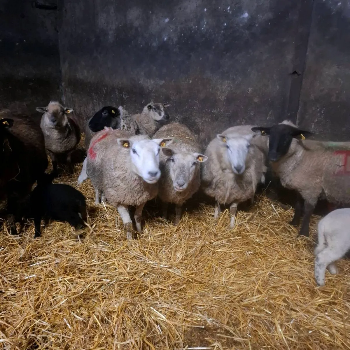 Ewes and lambs - Image 3