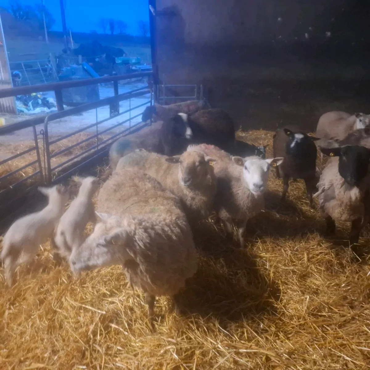 Ewes and lambs - Image 4