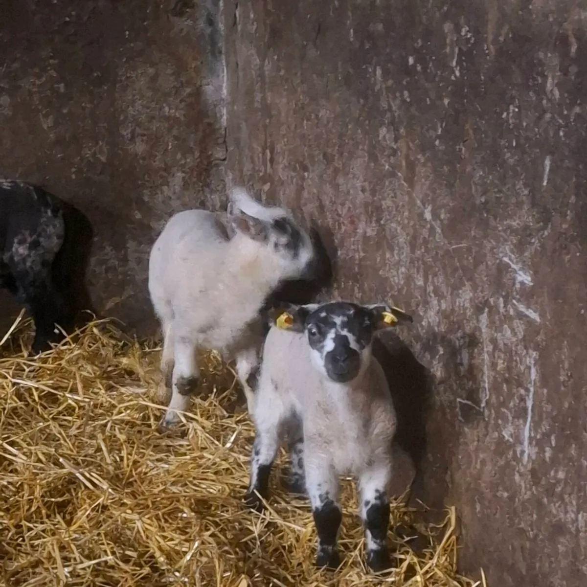 Ewes and lambs - Image 1