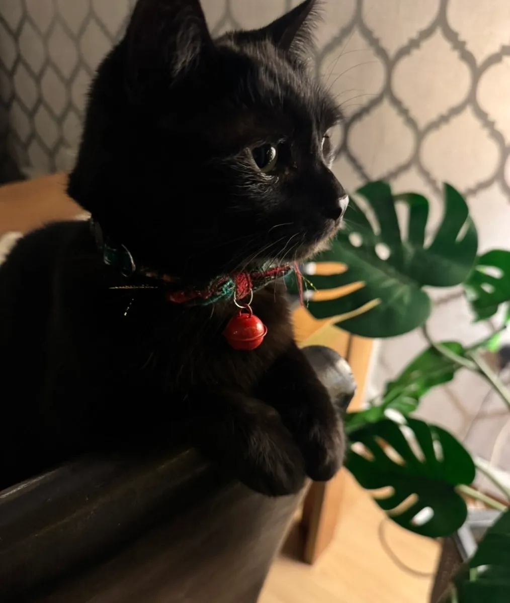 Cat looking for a good home - Image 3