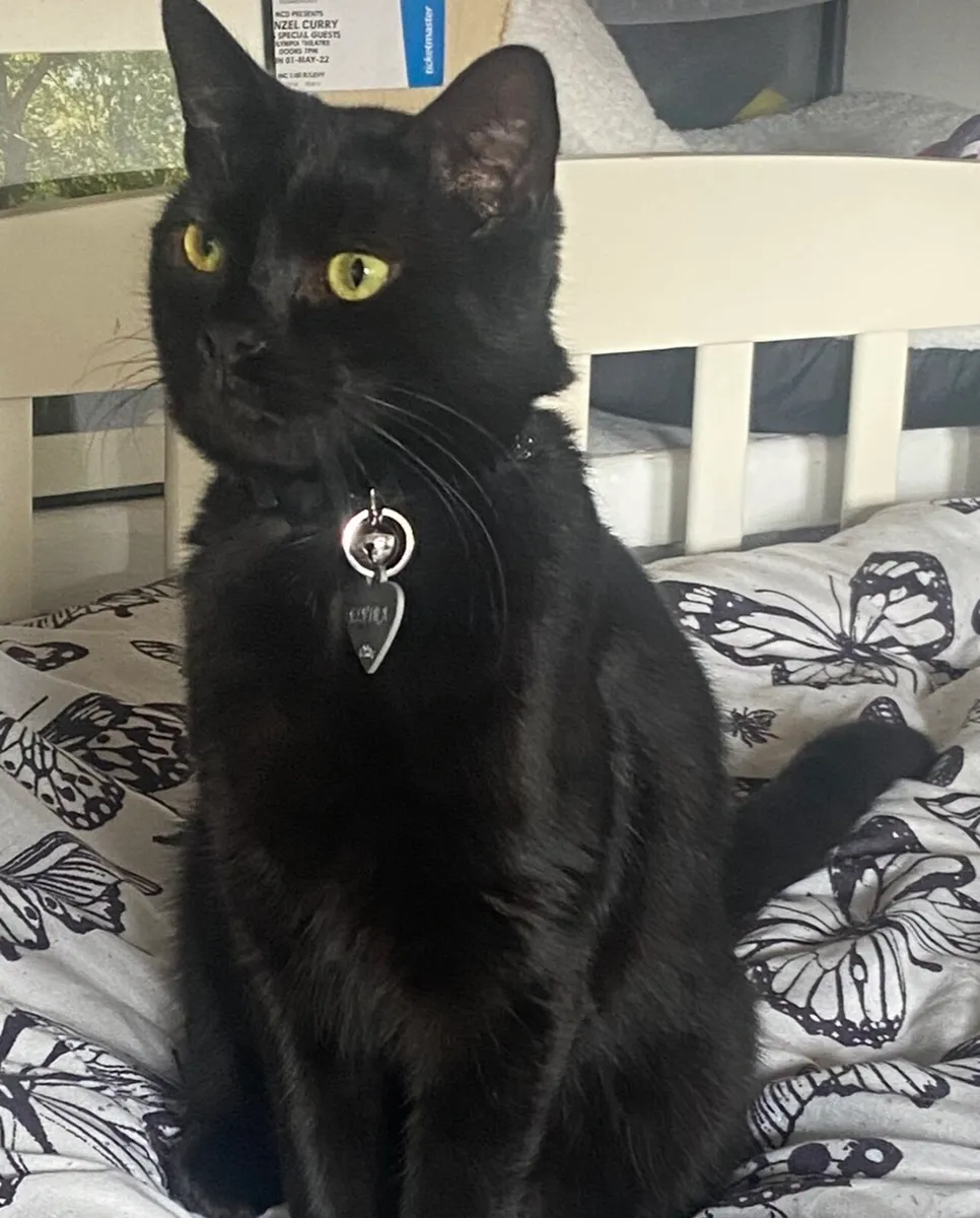 Cat looking for a good home - Image 4