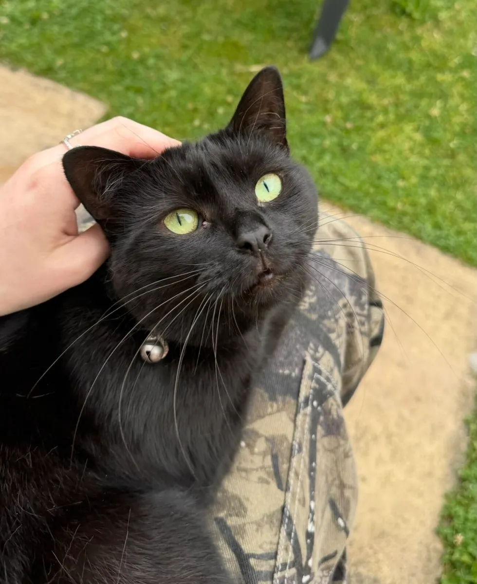 Cat looking for a good home - Image 1