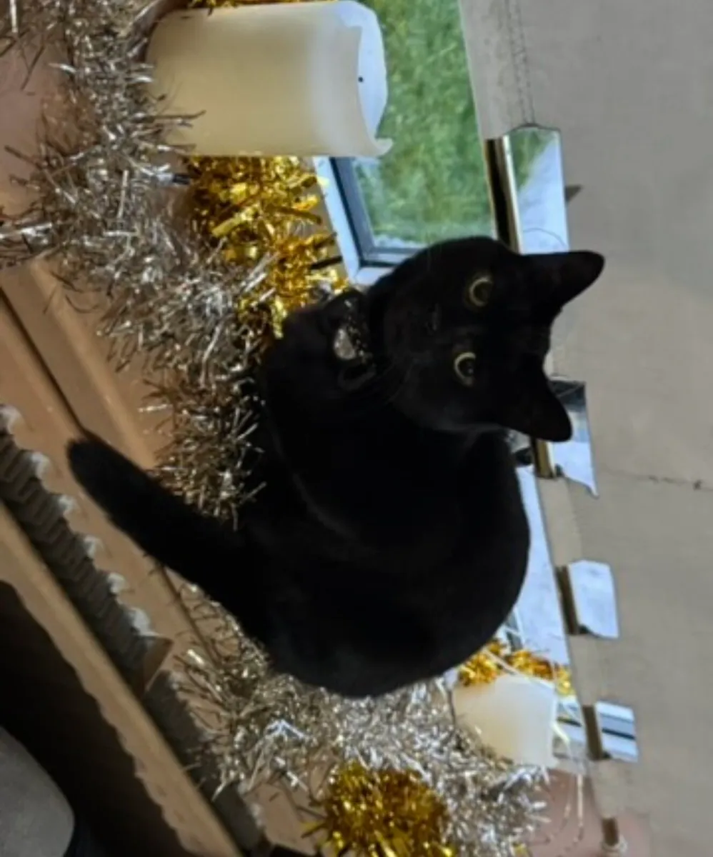 Cat looking for a good home - Image 2