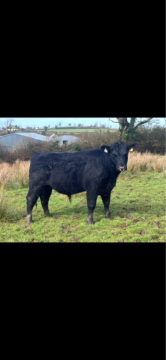 Pedigree Aberdeen Angus Bull - Image 2