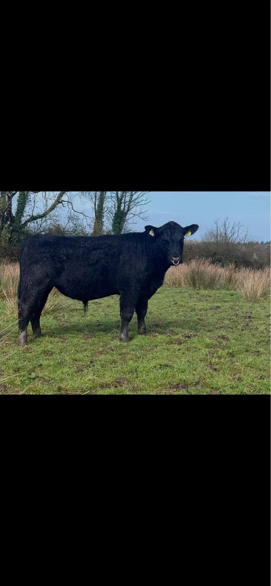 Pedigree Aberdeen Angus Bull - Image 3