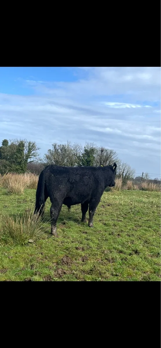 Pedigree Aberdeen Angus Bull - Image 4