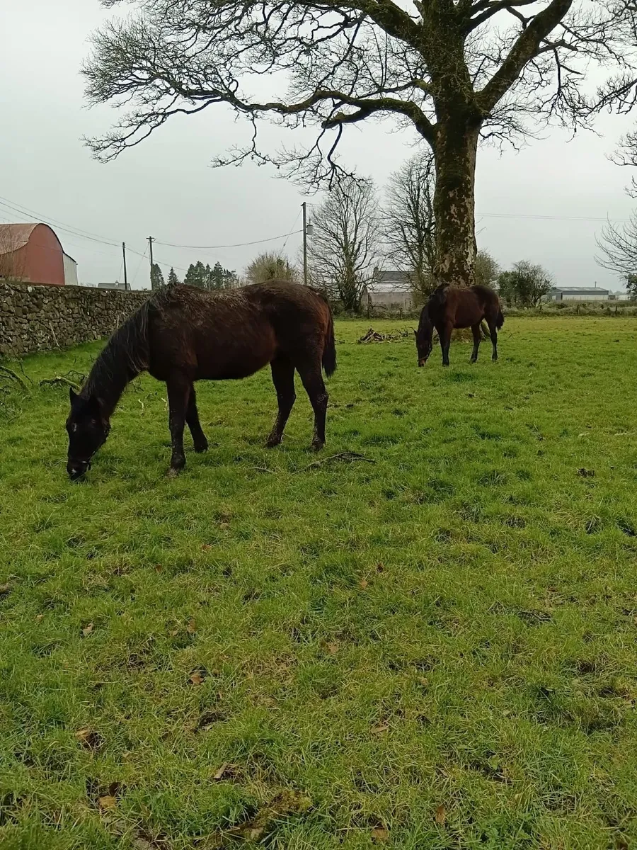 Dark Angel & Requinto Mares for Sale - Image 1