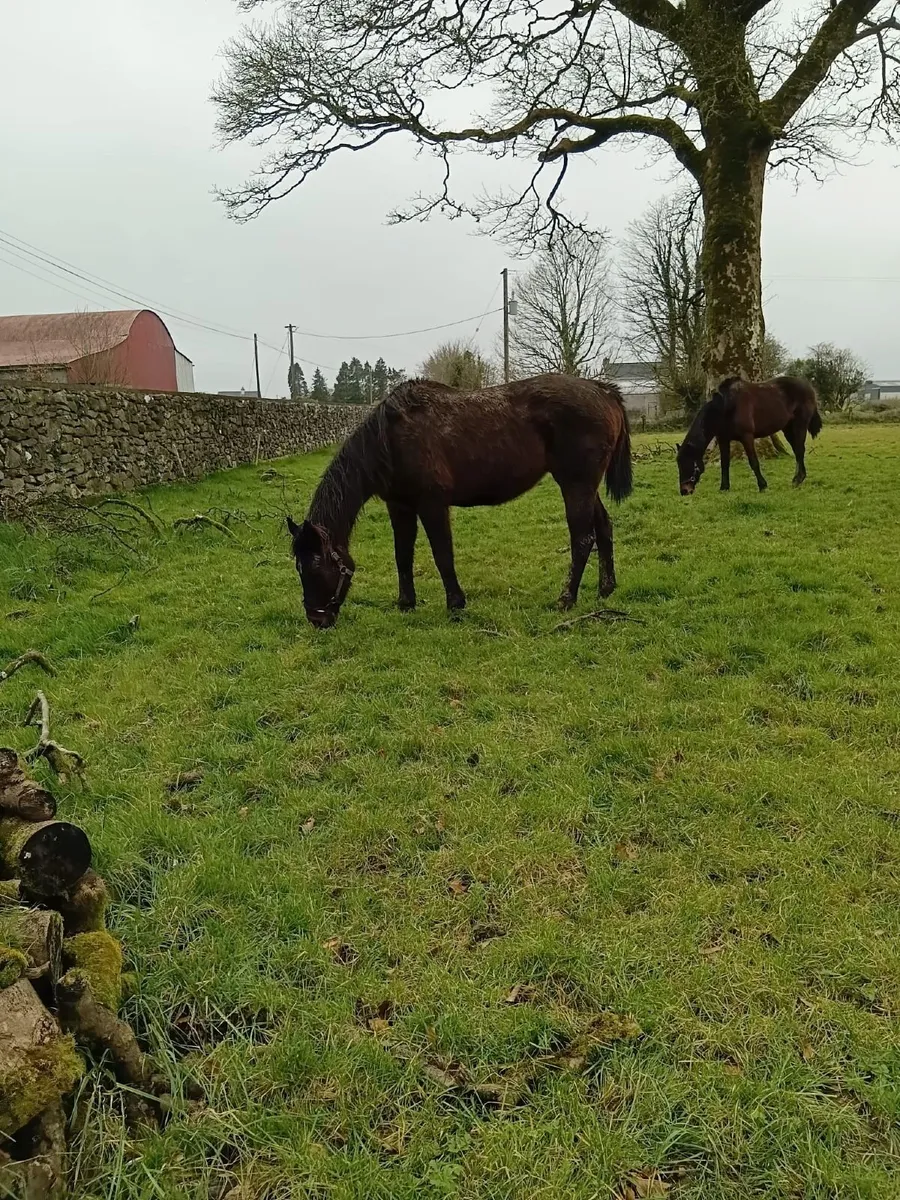 Dark Angel & Requinto Mares for Sale - Image 2