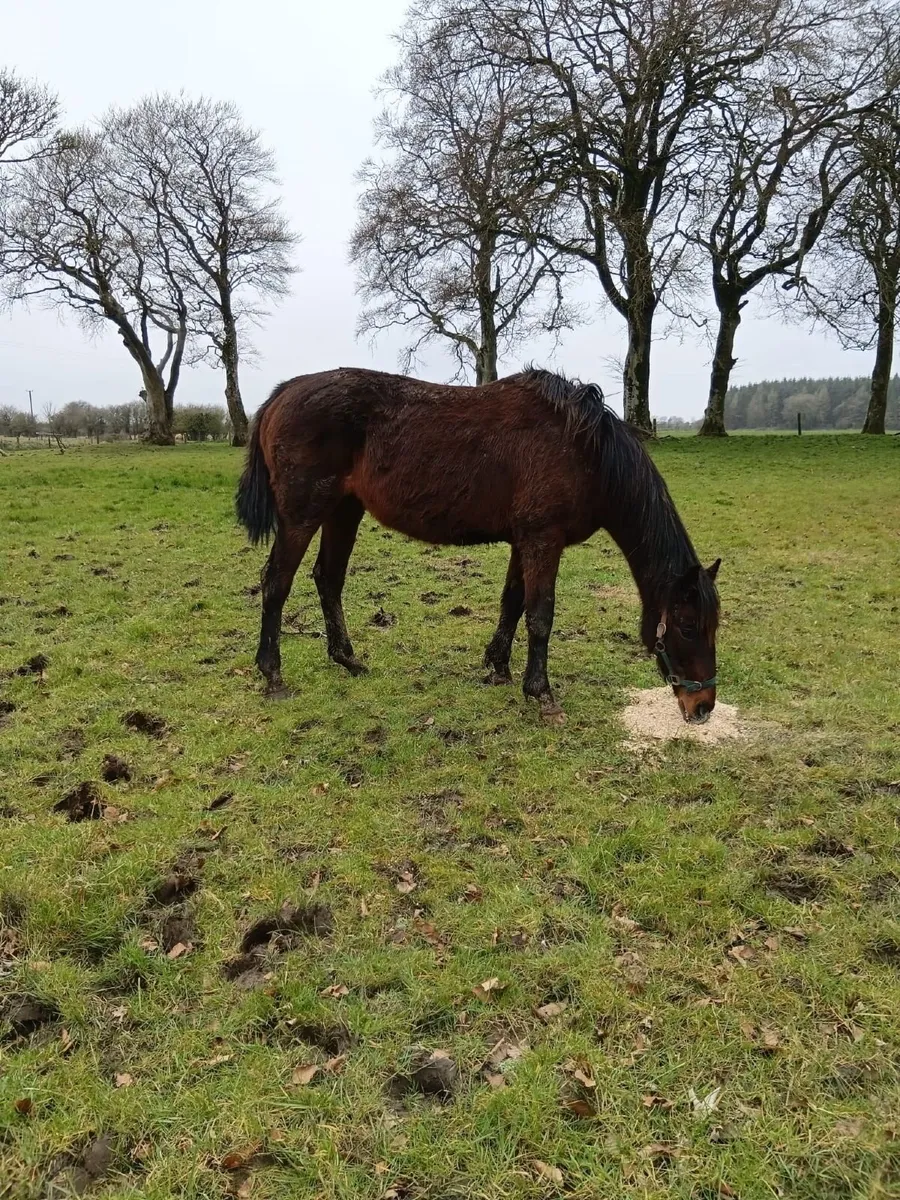 Dark Angel & Requinto Mares for Sale - Image 3