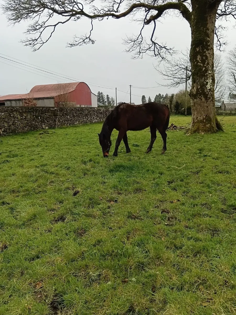 Dark Angel & Requinto Mares for Sale - Image 4