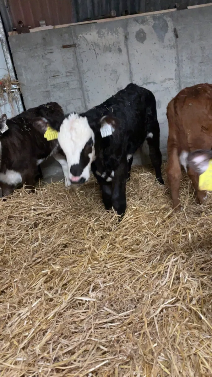 Calves - Image 1