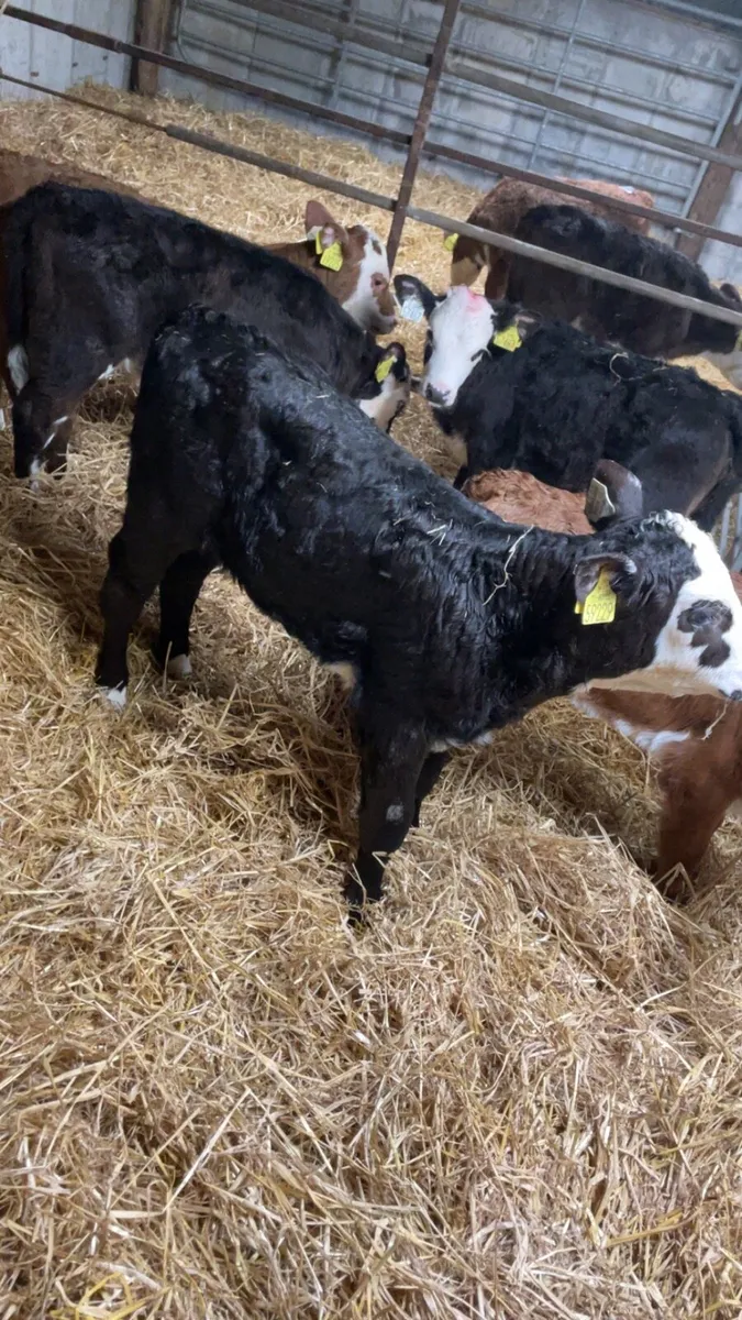 Calves - Image 2