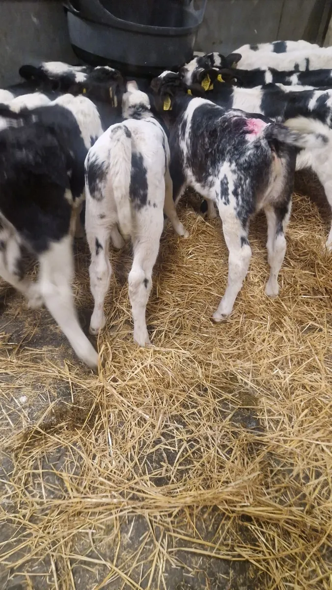 Belgium blue calves420 to 520 - Image 2