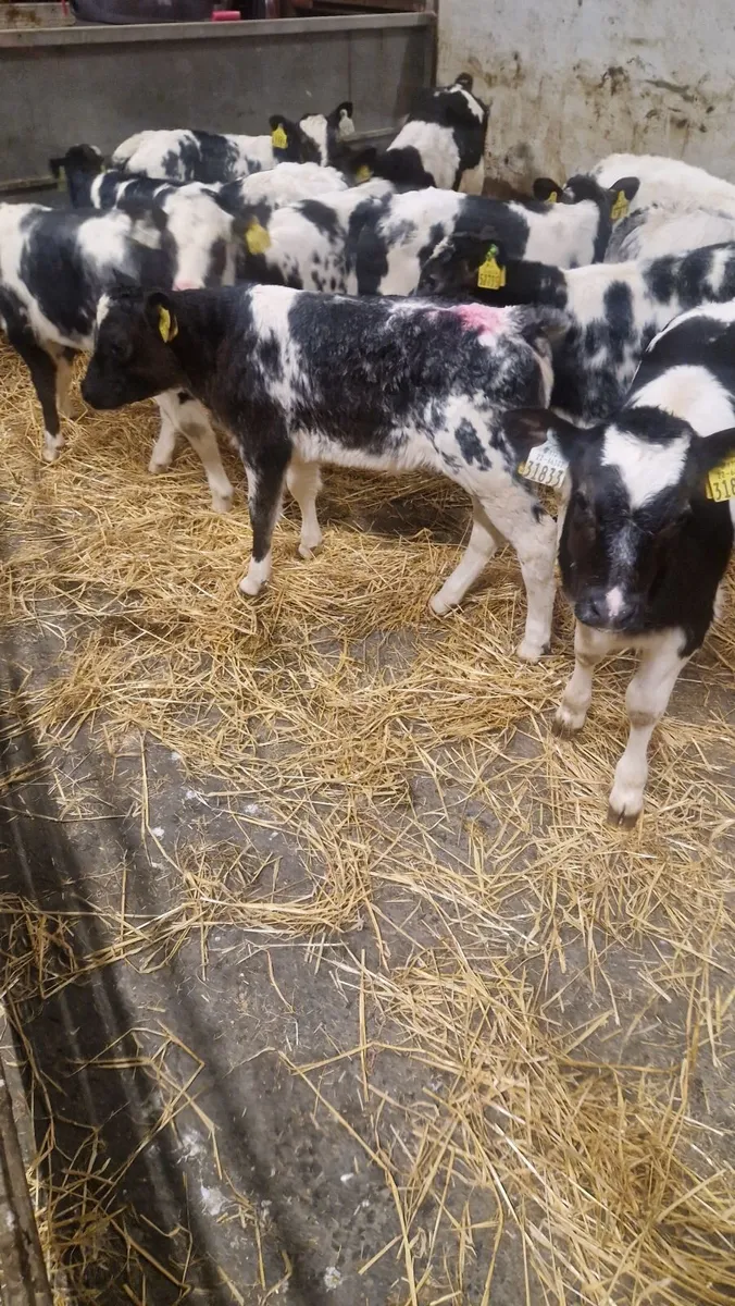 Belgium blue calves420 to 520 - Image 1