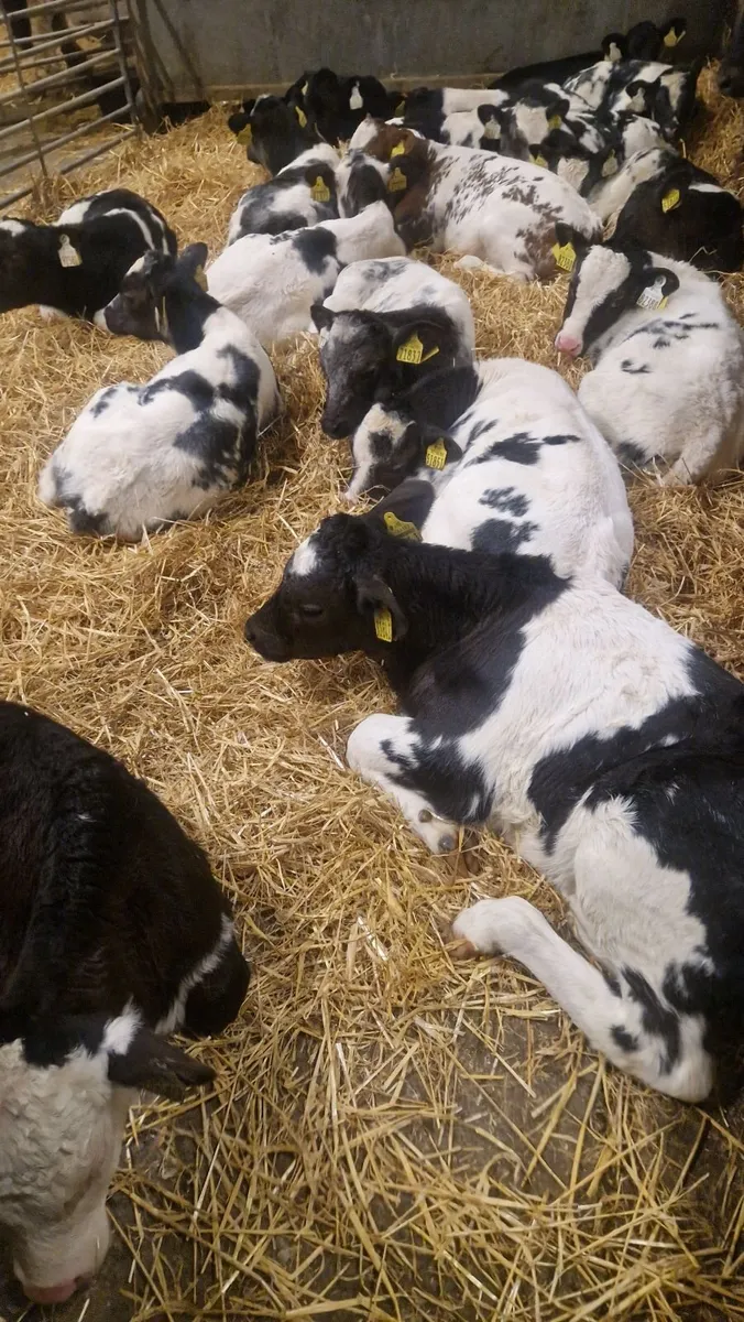 Belgium blue calves420 to 520 - Image 3